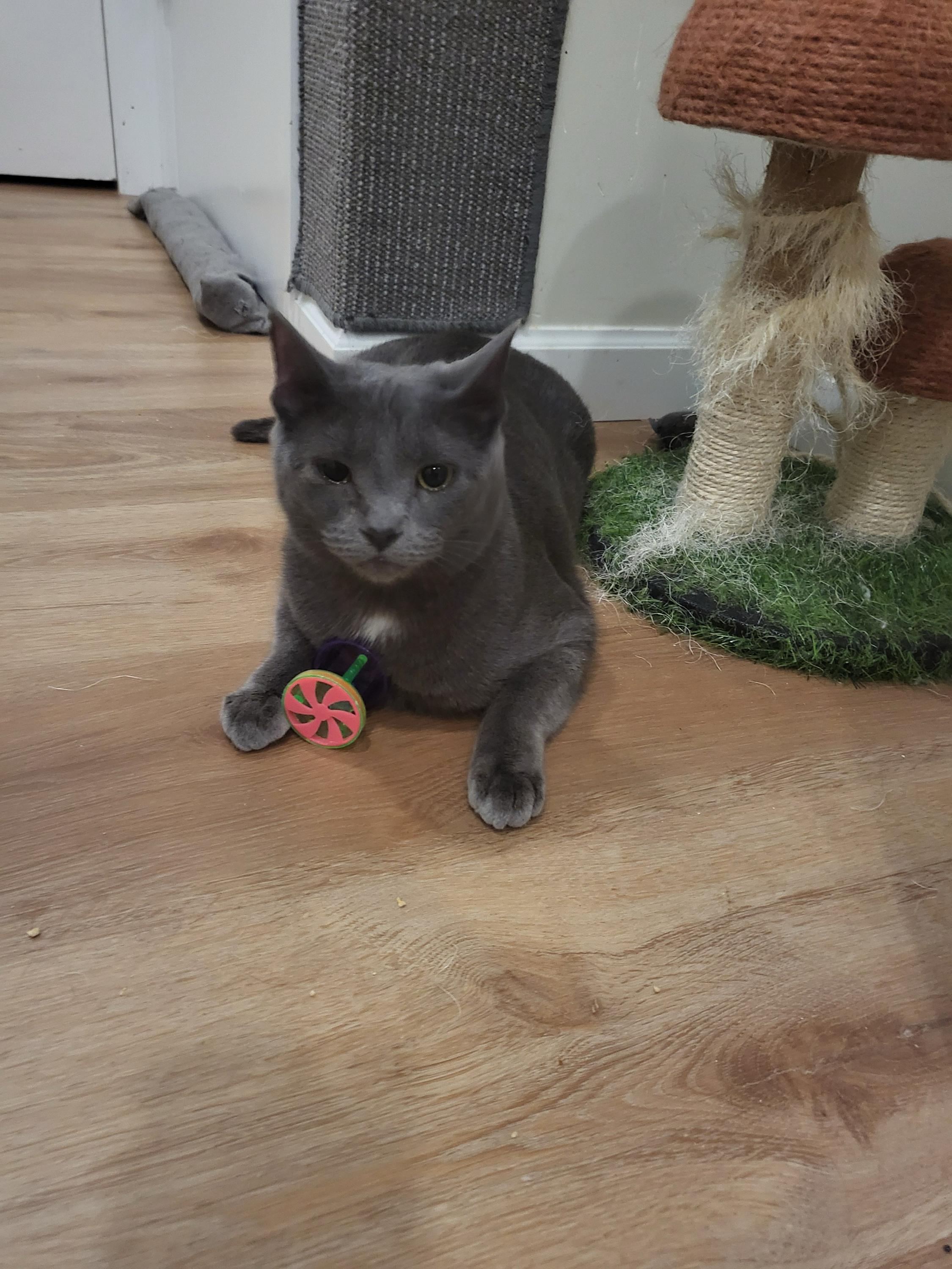 Rocket Man and Serendipity, a ADOPTABLE Domestic Short Hair in Seattle, WA image 5/6