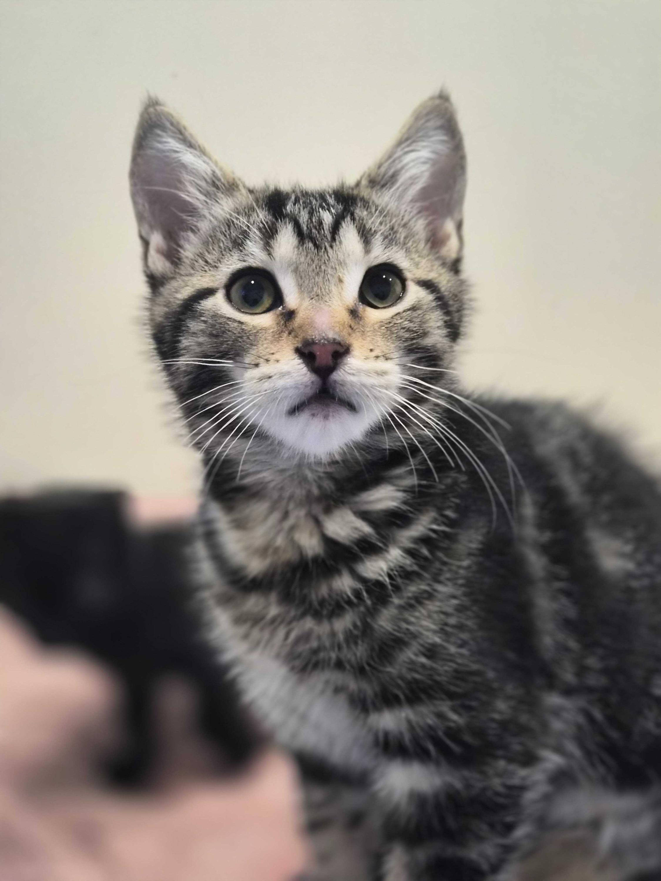Rocket Man and Serendipity, a ADOPTABLE Domestic Short Hair in Seattle, WA image 4/6
