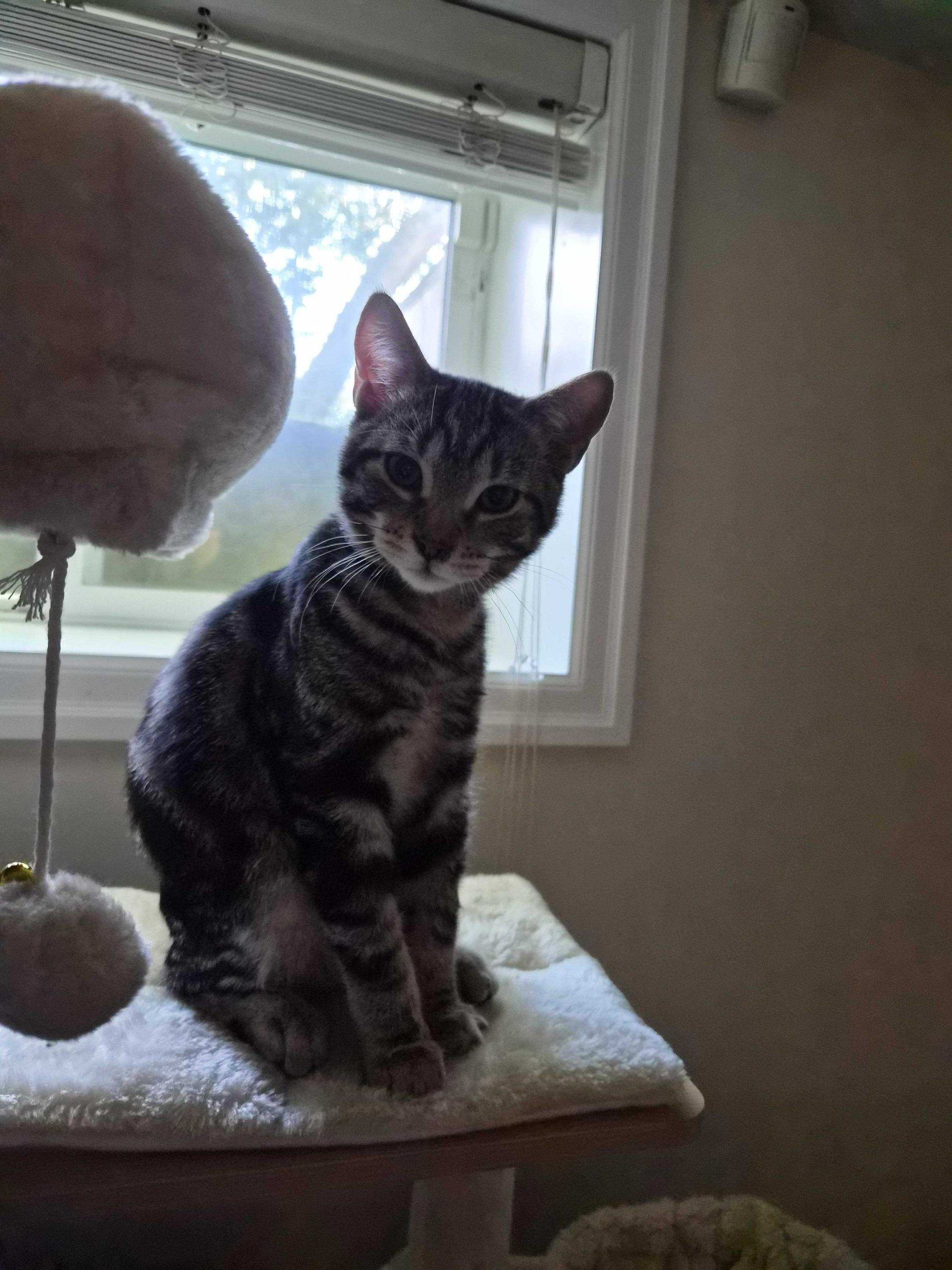 Rocket Man and Serendipity, a ADOPTABLE Domestic Short Hair in Seattle, WA image 2/6