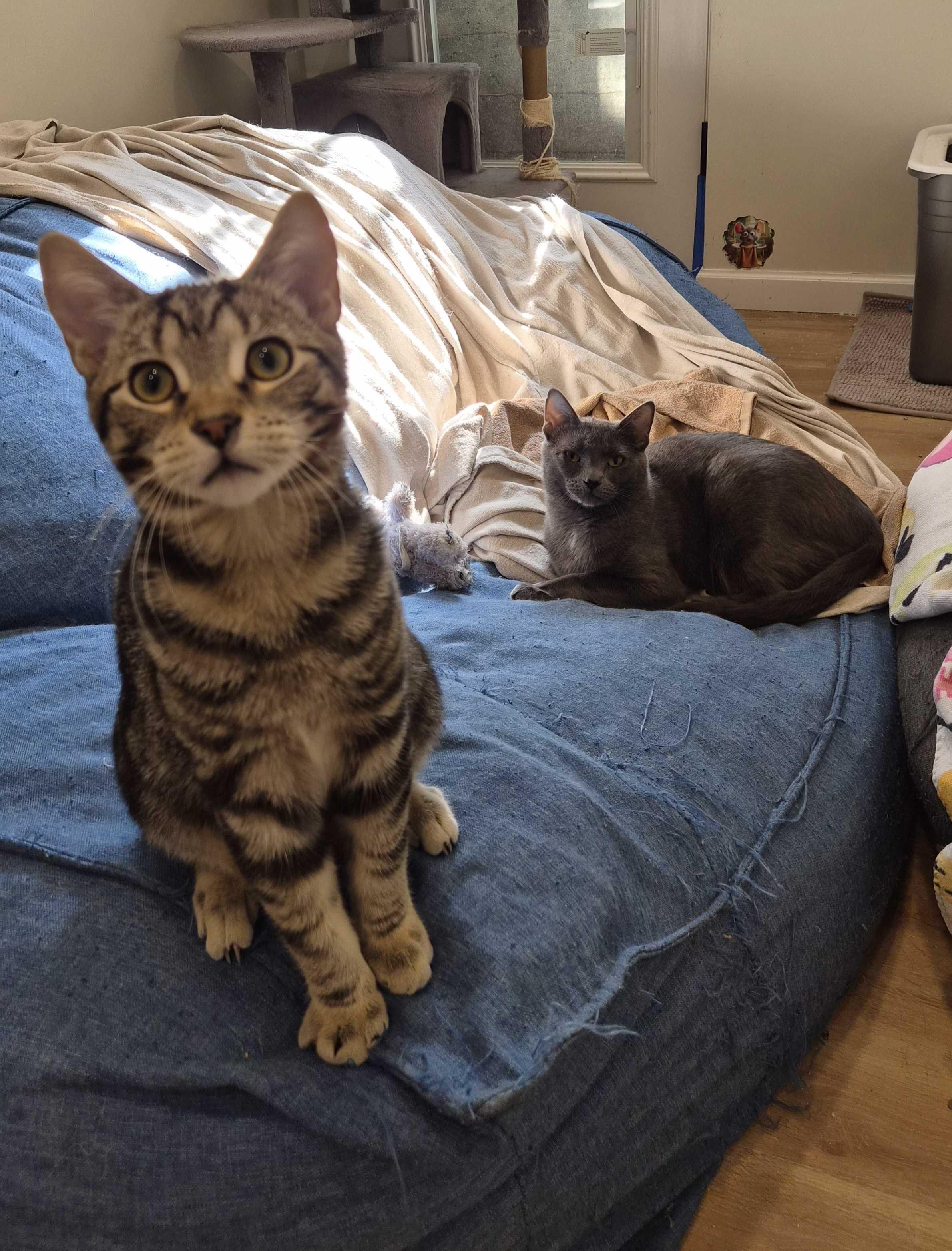 Rocket Man and Serendipity, ADOPTABLE, Kitten Male Domestic Short Hair.