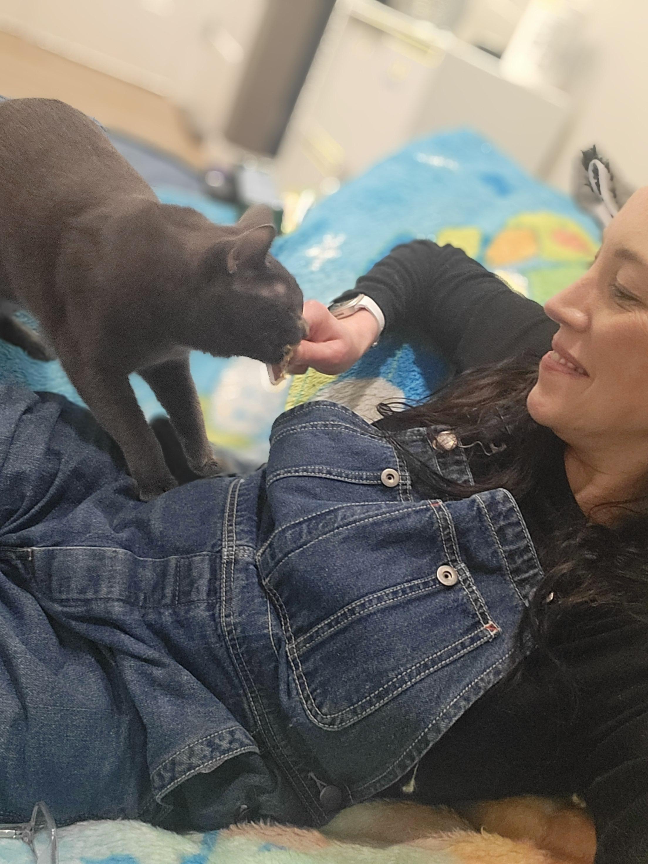 Rocket Man and Serendipity, a ADOPTABLE Domestic Short Hair in Seattle, WA image 3/6