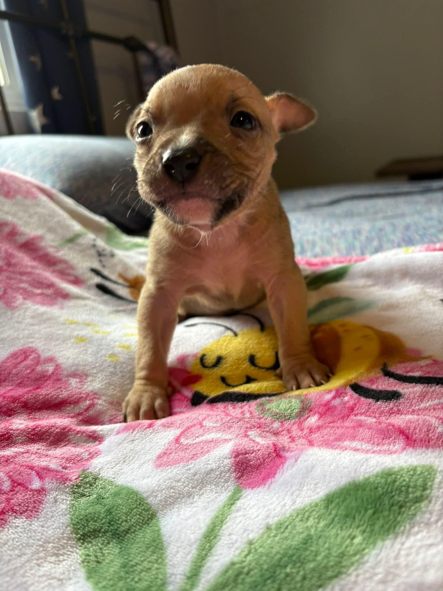 Enlarge ZIPPY. tinycauseadopt@gmail.com, a Adoptable mixed breed in Vandergrift, PA image 1/1