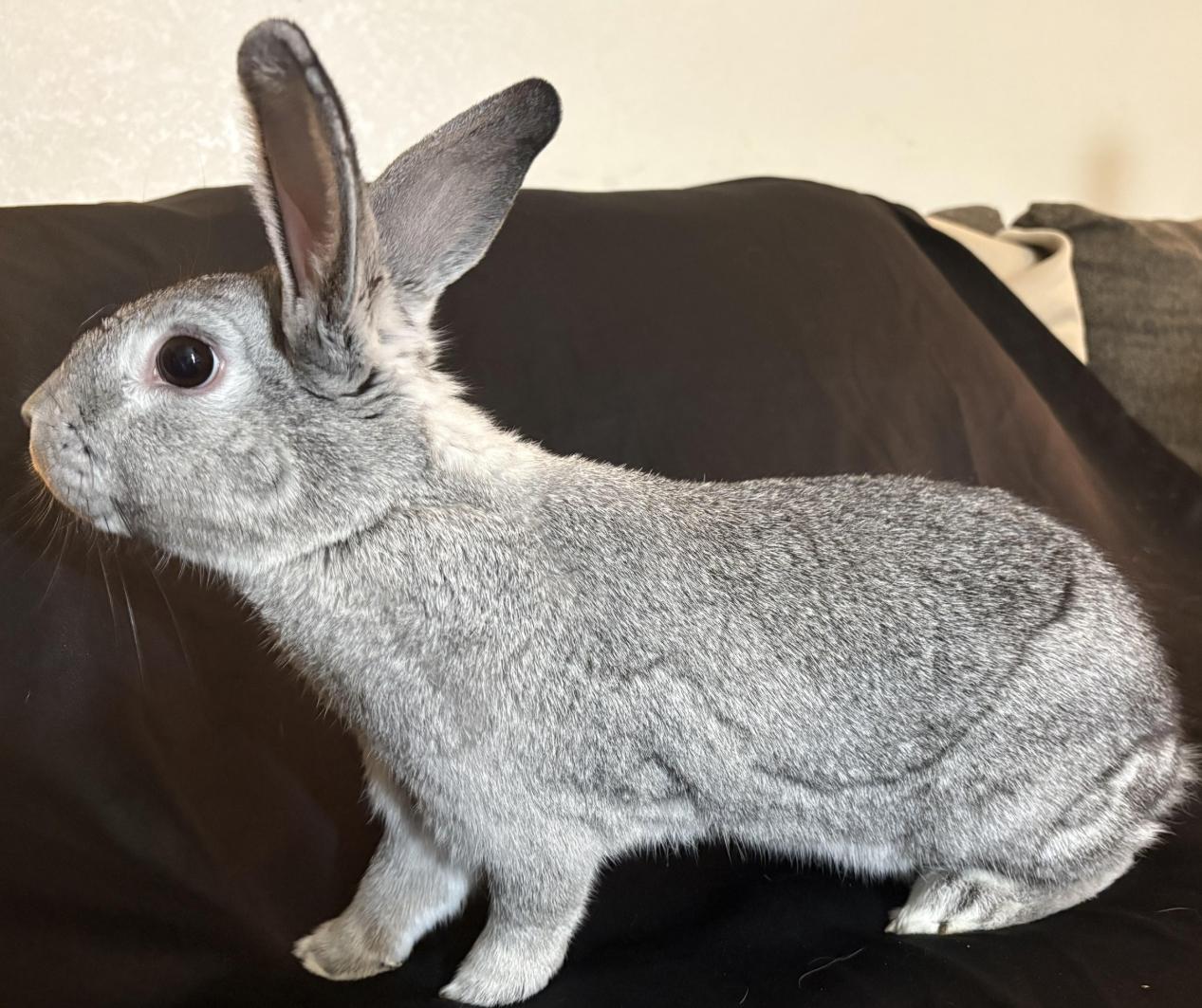 Enlarge Bambi, a Adoptable Bunny Rabbit in Queen Creek, AZ image 1/1