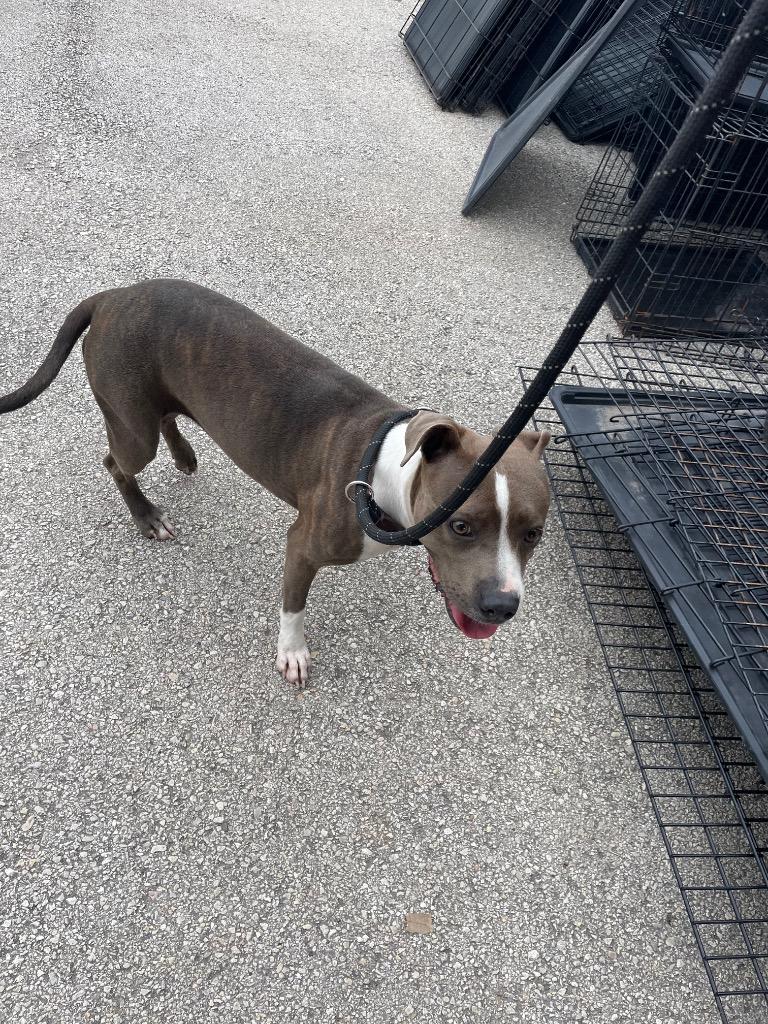Poppy, Adoptable, Young Female American Staffordshire Terrier & Terrier.