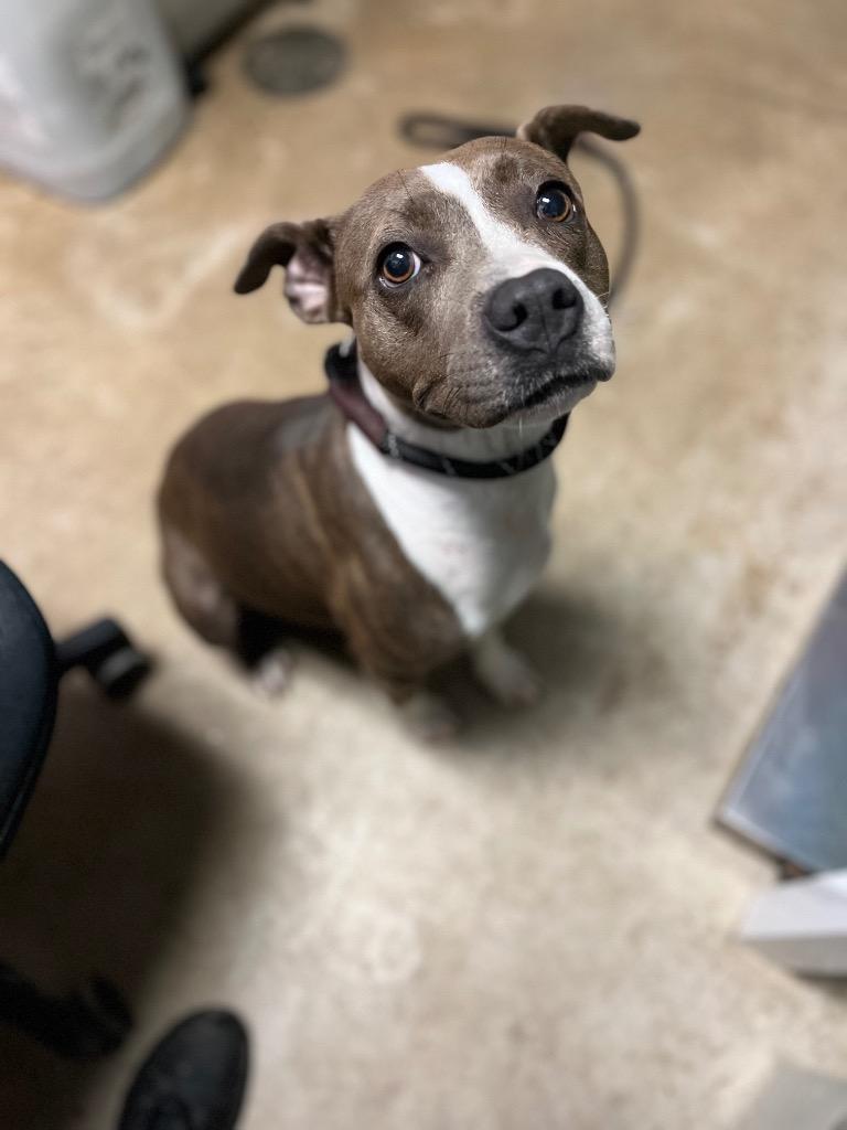 Poppy, a Adoptable mixed breed in New Braunfels, TX image 2/2