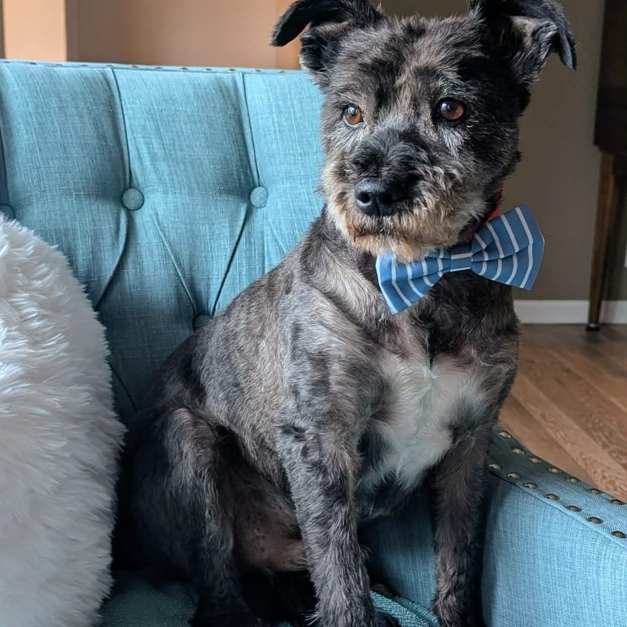 Enlarge Rocky, an adopted Miniature Schnauzer in Homer Glen, IL image 1/6