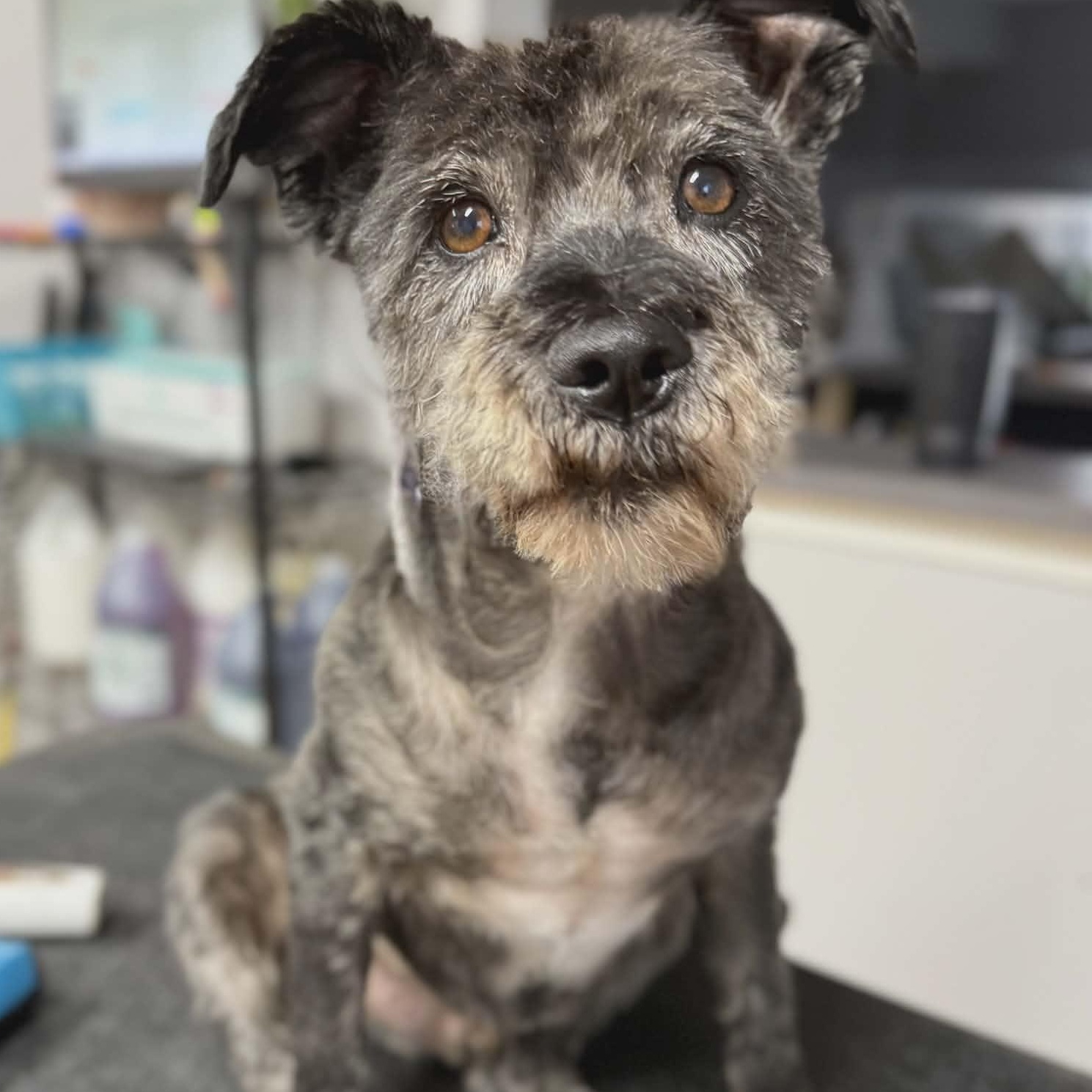 Enlarge Rocky, an adopted Miniature Schnauzer in Homer Glen, IL image 3/6