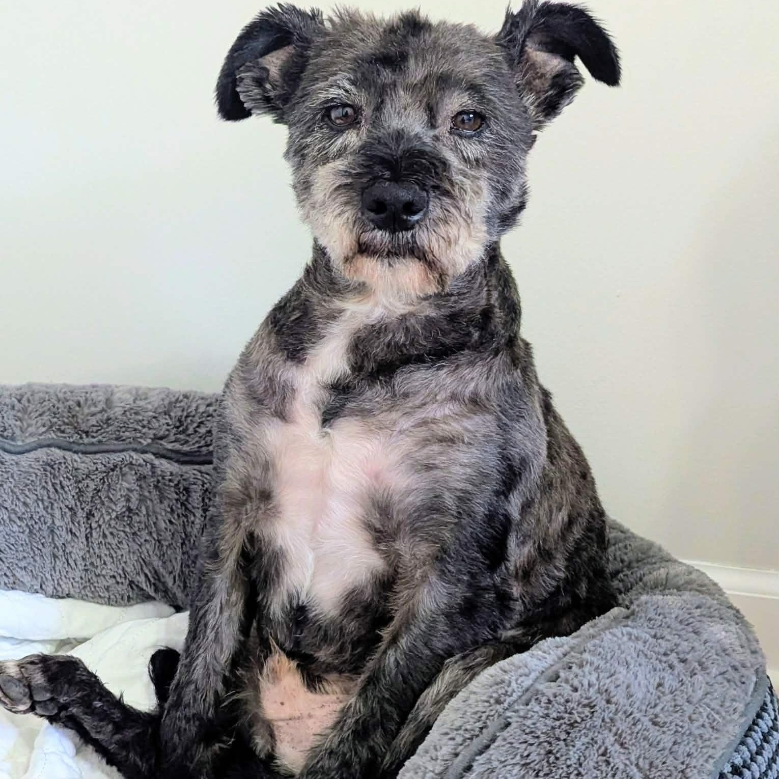 Enlarge Rocky, an adopted Miniature Schnauzer in Homer Glen, IL image 5/6