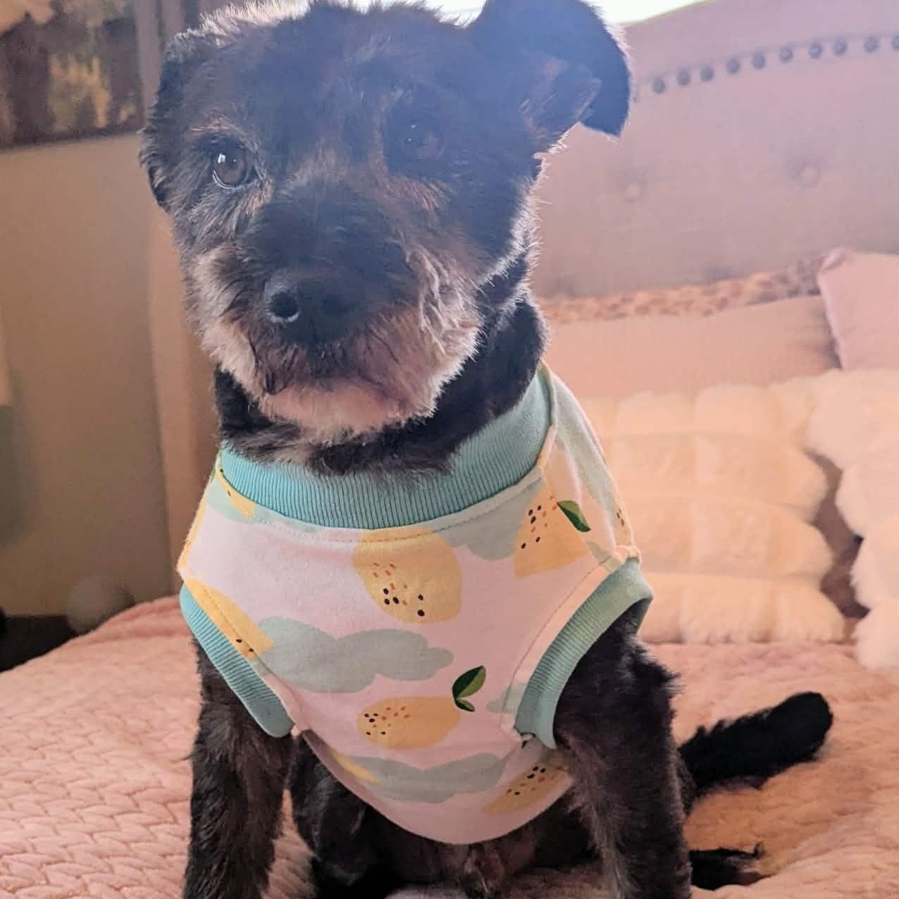 Enlarge Rocky, an adopted Miniature Schnauzer in Homer Glen, IL image 4/6
