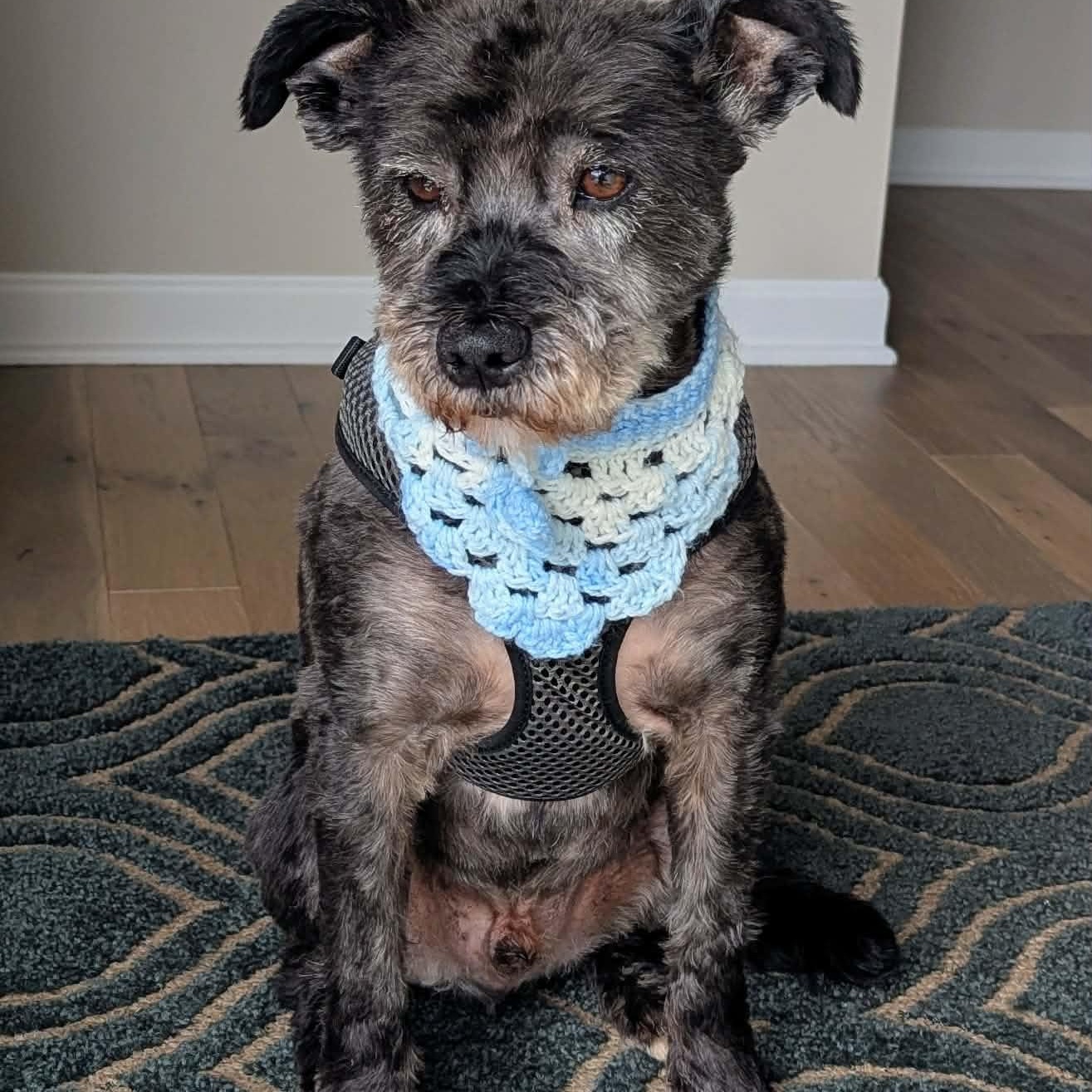 Enlarge Rocky, an adopted Miniature Schnauzer in Homer Glen, IL image 6/6