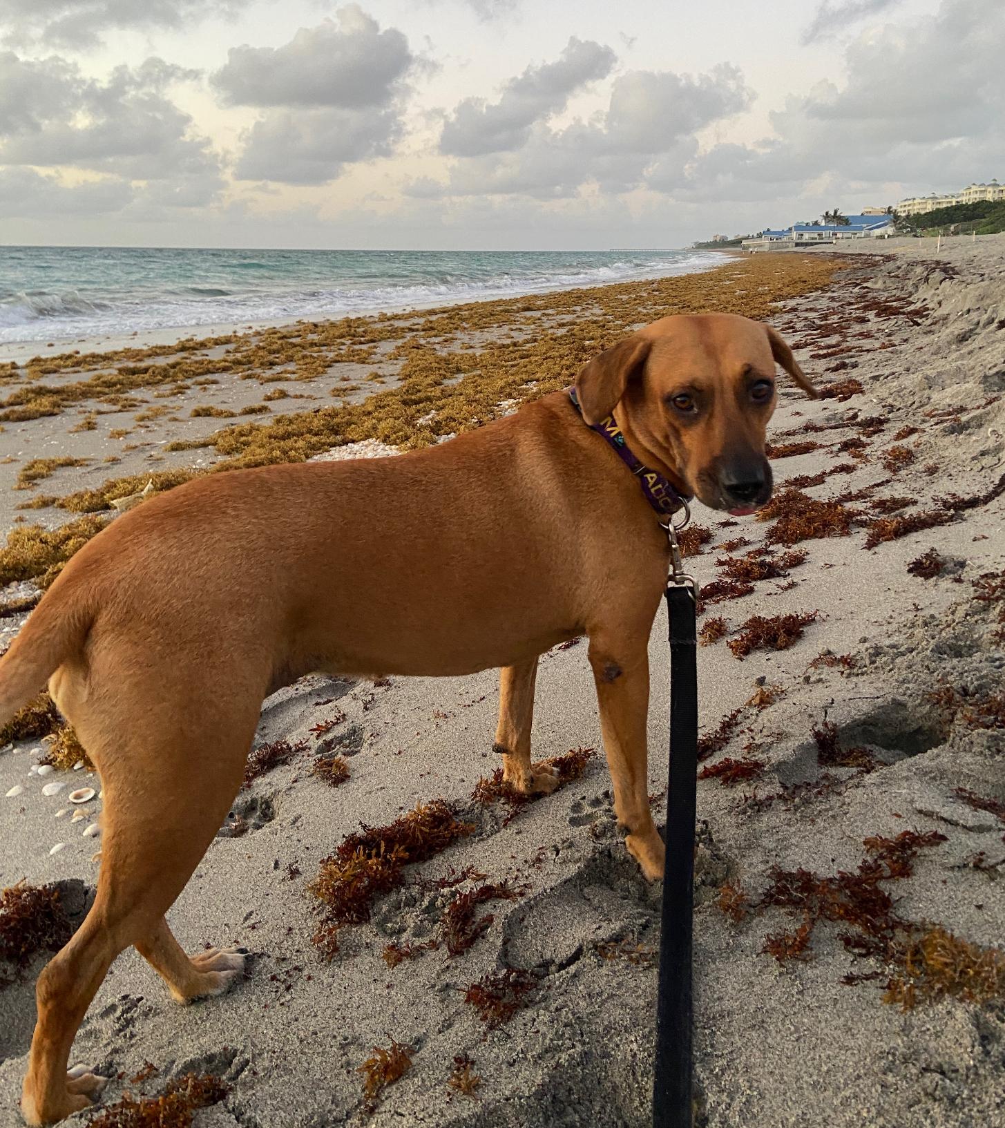 Enlarge Bibi, a Adoptable Mixed Breed in Palm springs, FL image 1/6