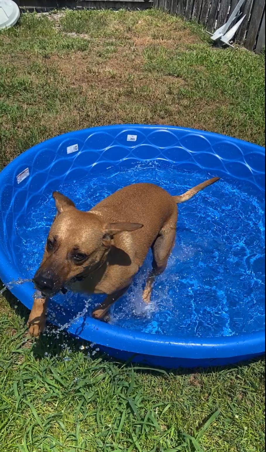 Enlarge Bibi, a Adoptable Mixed Breed in Palm springs, FL image 2/6