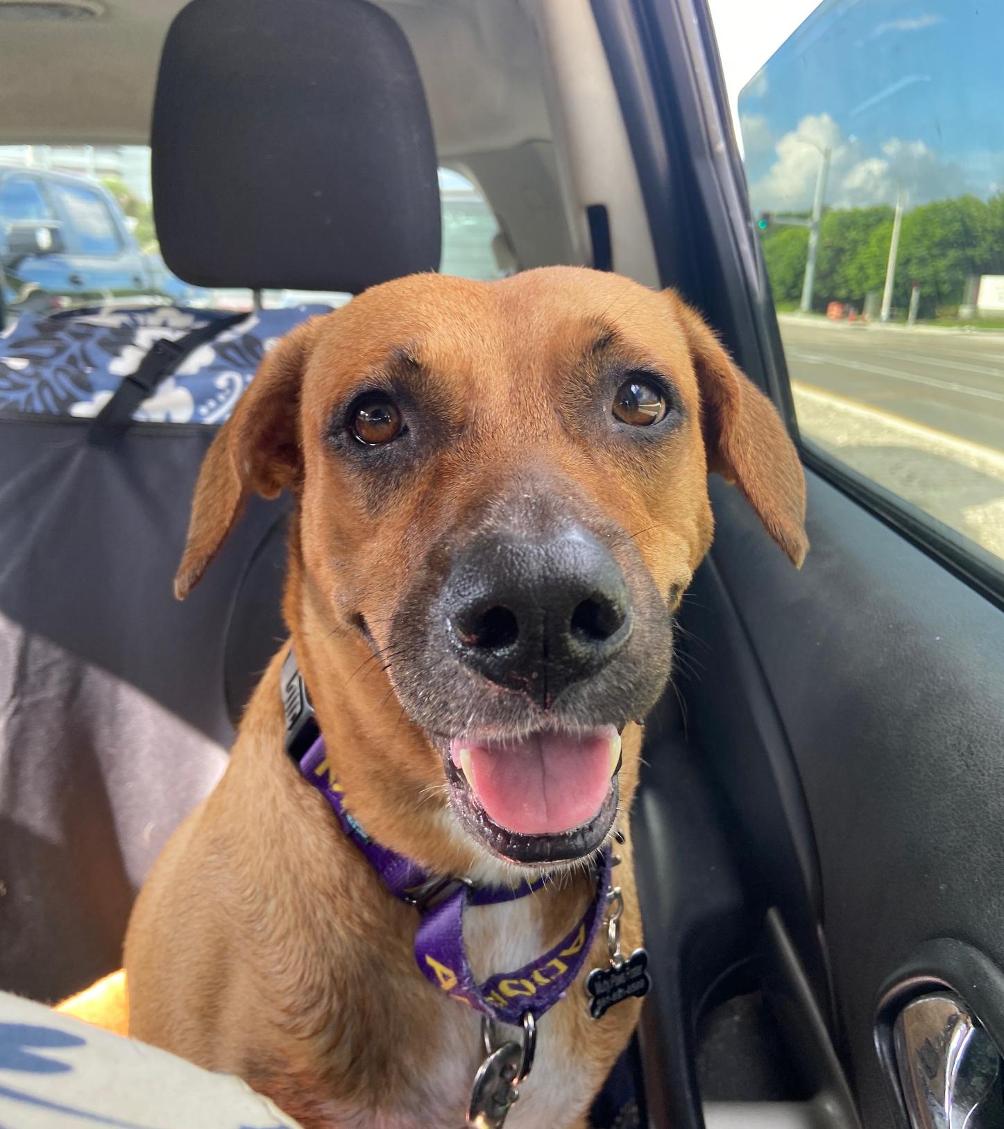 Enlarge Bibi, a Adoptable Mixed Breed in Palm springs, FL image 3/6