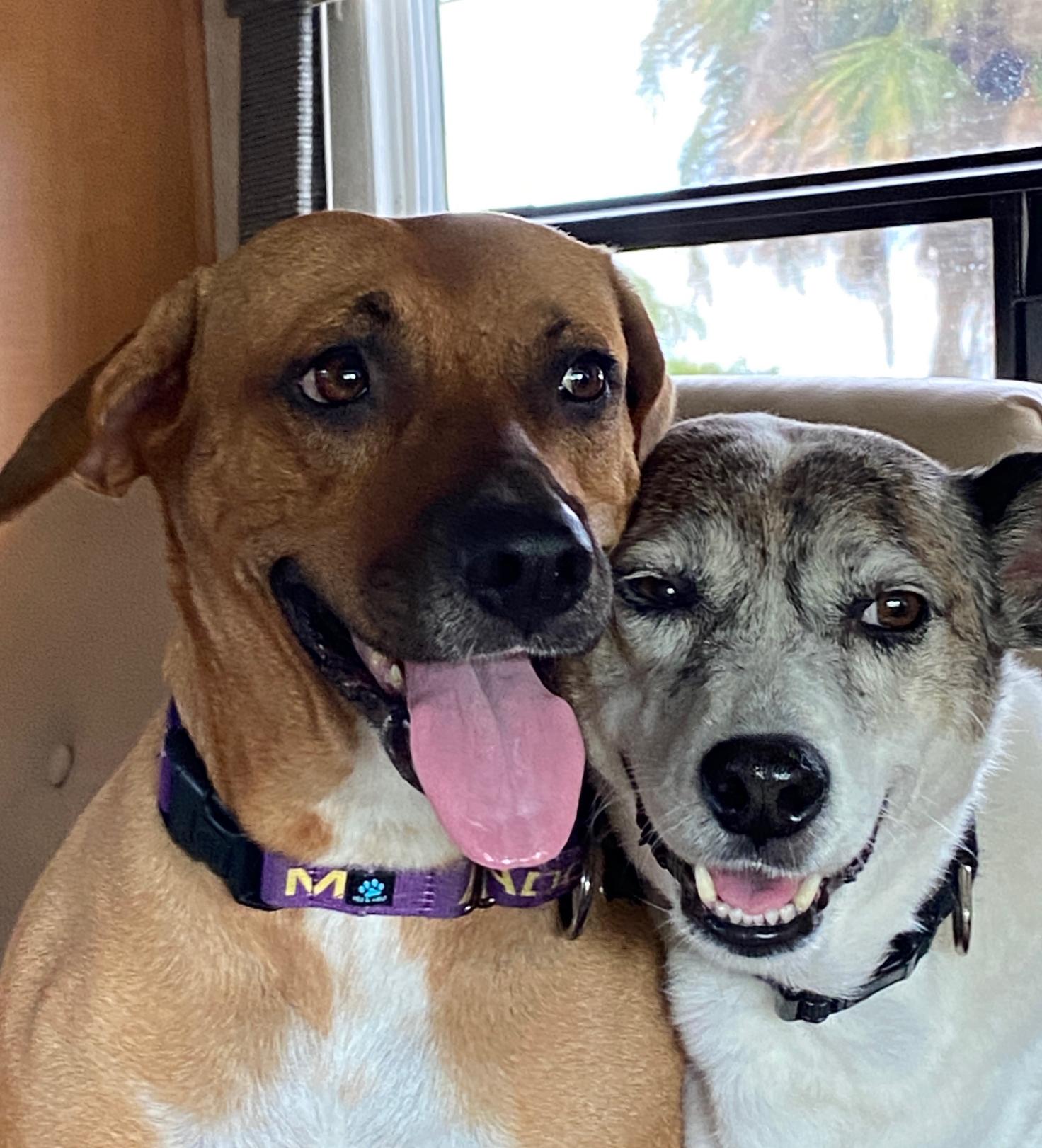 Enlarge Bibi, a Adoptable Mixed Breed in Palm springs, FL image 4/6