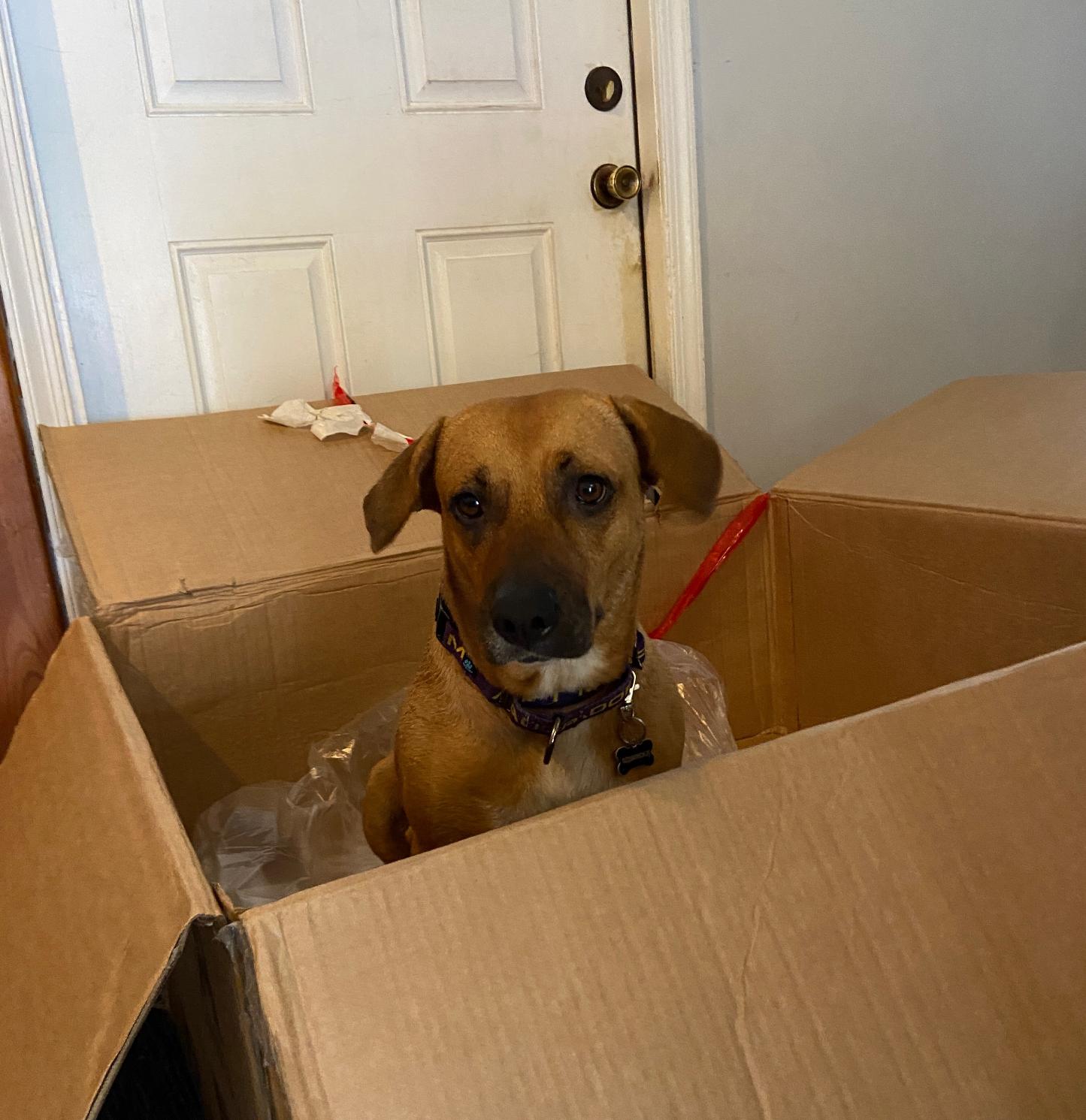 Enlarge Bibi, a Adoptable Mixed Breed in Palm springs, FL image 5/6