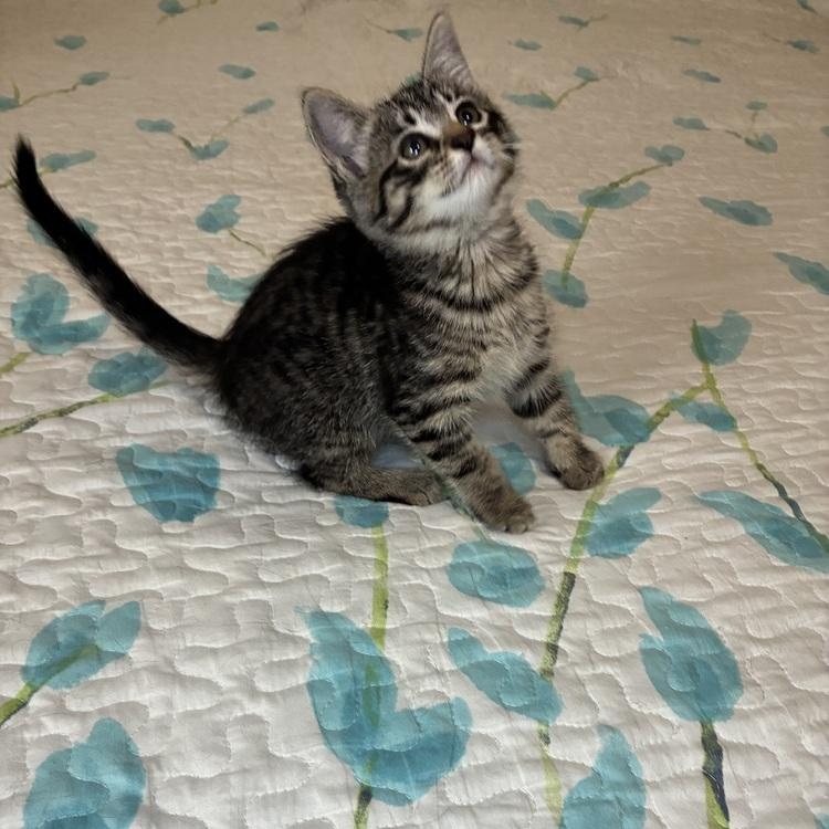 Enlarge Heidi, a Adoptable Tabby in Pinole, CA image 1/3