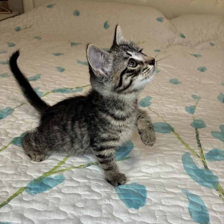 Enlarge Heidi, a Adoptable Tabby in Pinole, CA image 2/3