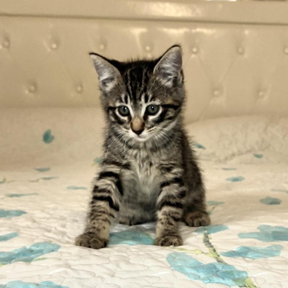 Enlarge Heidi, a Adoptable Tabby in Pinole, CA image 3/3