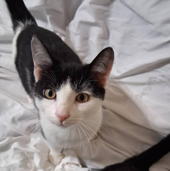 Scooter, Adoptable, Kitten Male Tuxedo.
