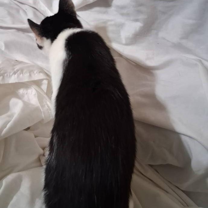 Scooter, a Adoptable Tuxedo in Inez, KY image 2/3