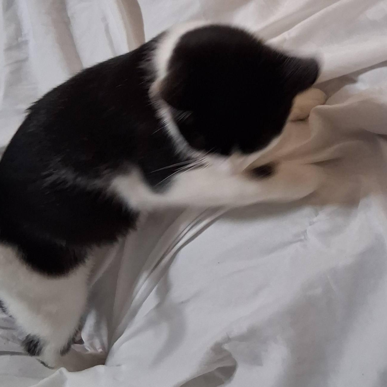 Scooter, a Adoptable Tuxedo in Inez, KY image 3/3