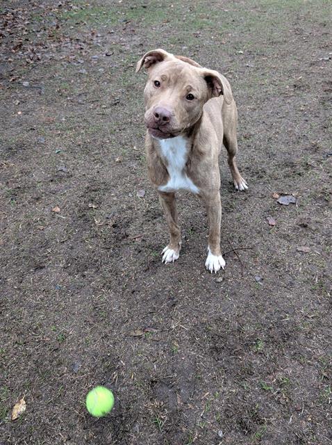 NYLA, Adoptable, Young Female Mixed Breed.