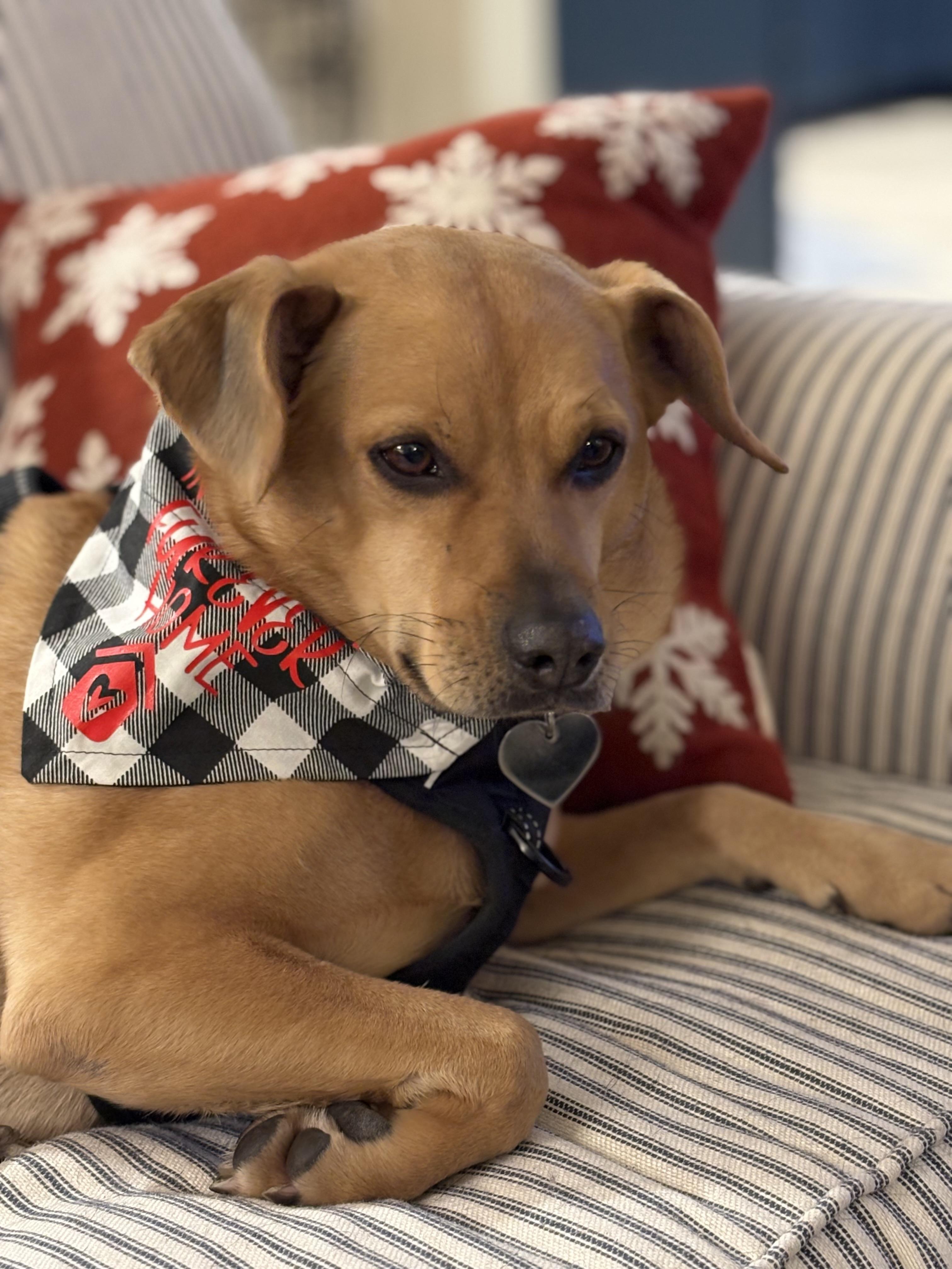 Enlarge Jack, a ADOPTABLE mixed breed in Wilmington, NC image 2/4
