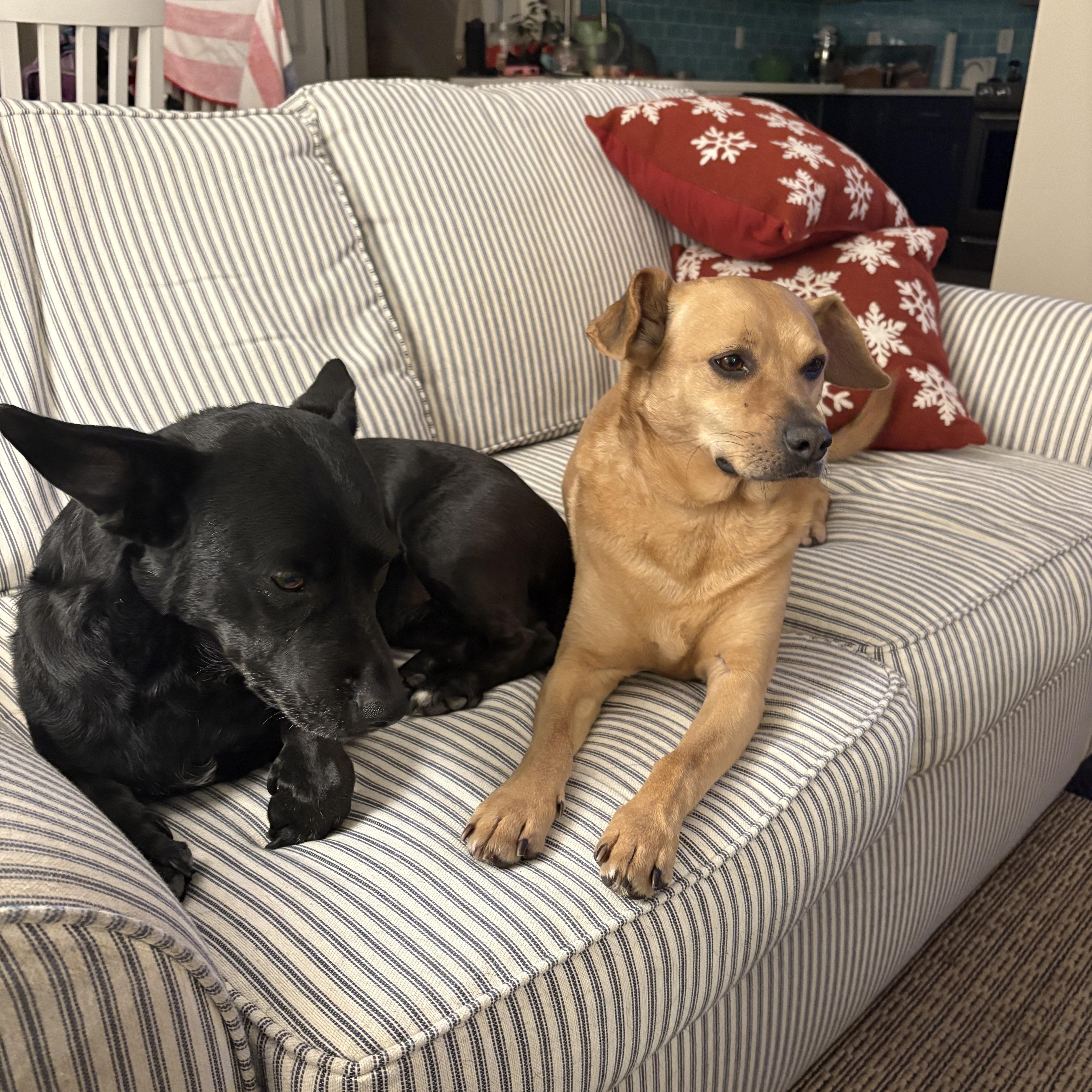 Enlarge Jack, a ADOPTABLE mixed breed in Wilmington, NC image 3/4