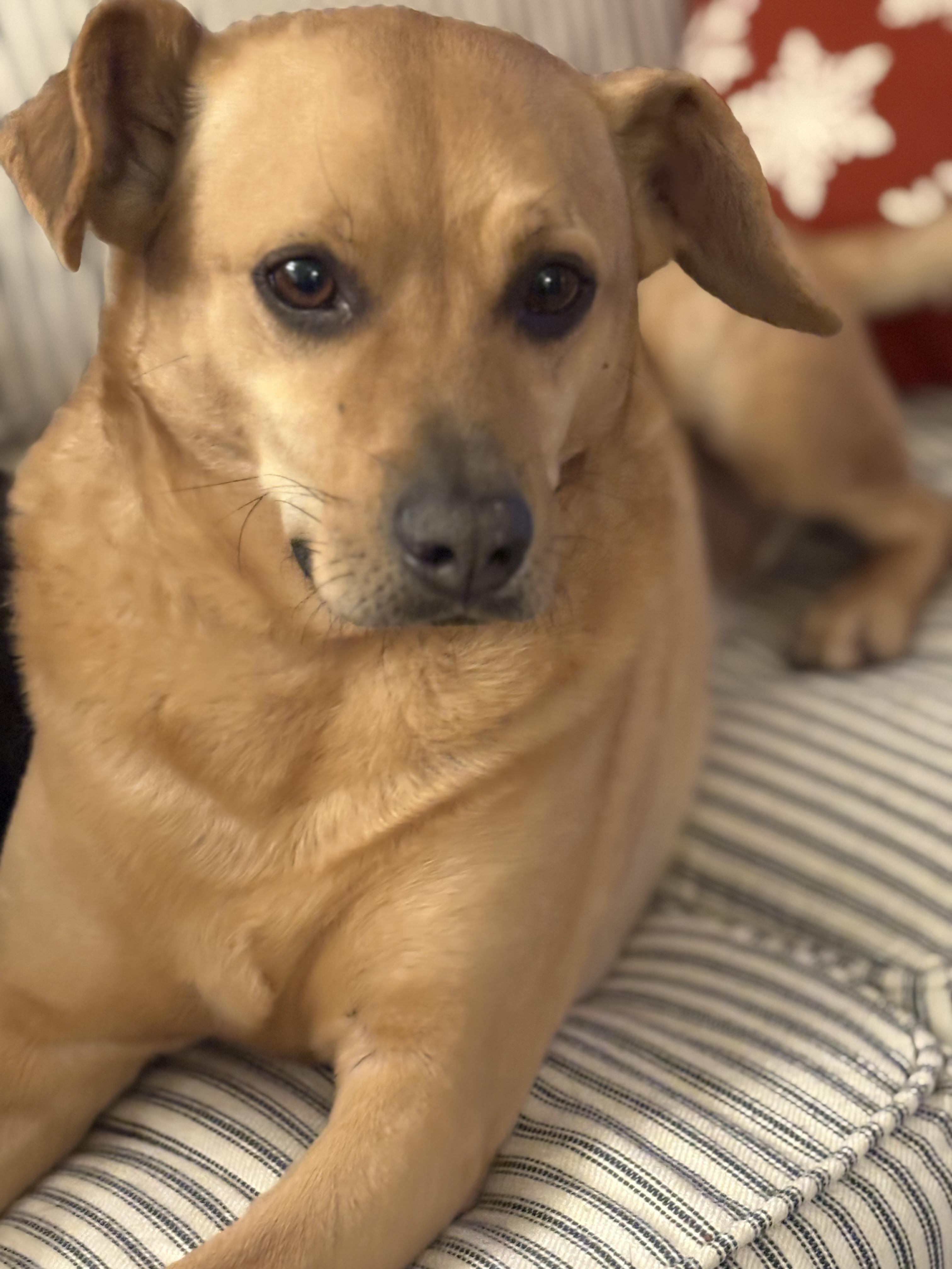 Enlarge Jack, a ADOPTABLE mixed breed in Wilmington, NC image 1/4