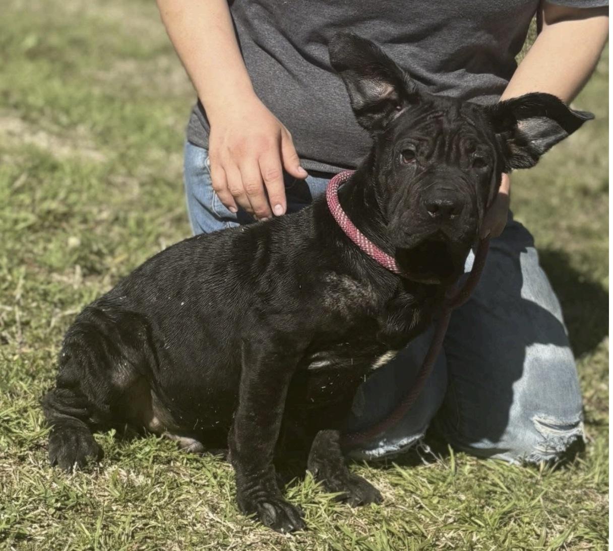 Spud, ADOPTABLE, Puppy Male Black Labrador Retriever & Shar-Pei.