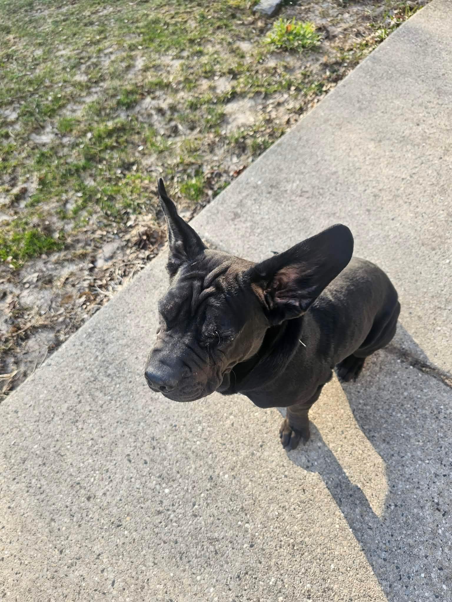 Enlarge Spud, a ADOPTABLE mixed breed in Cedarburg, WI image 5/6
