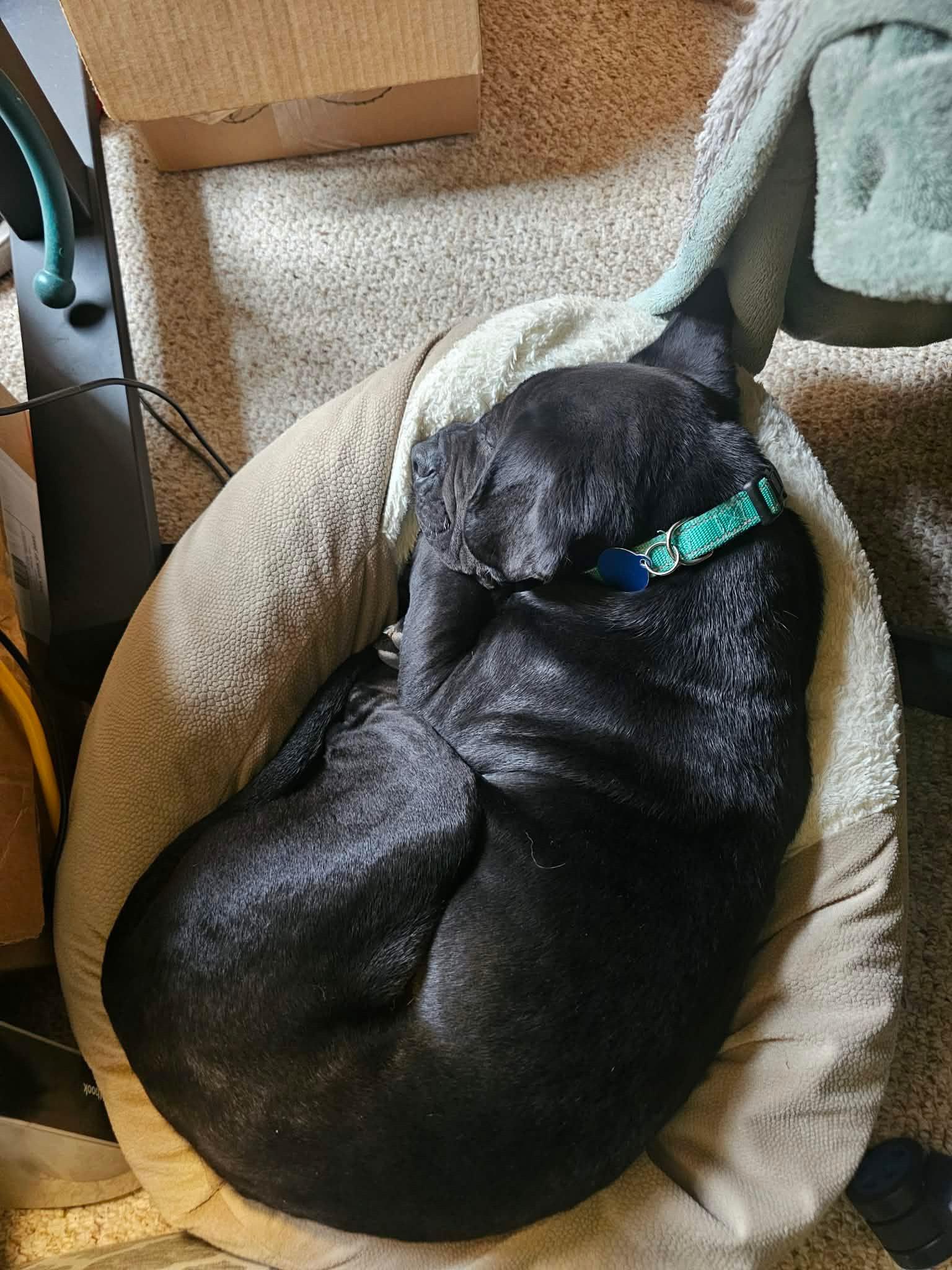 Enlarge Spud, a ADOPTABLE mixed breed in Cedarburg, WI image 3/6