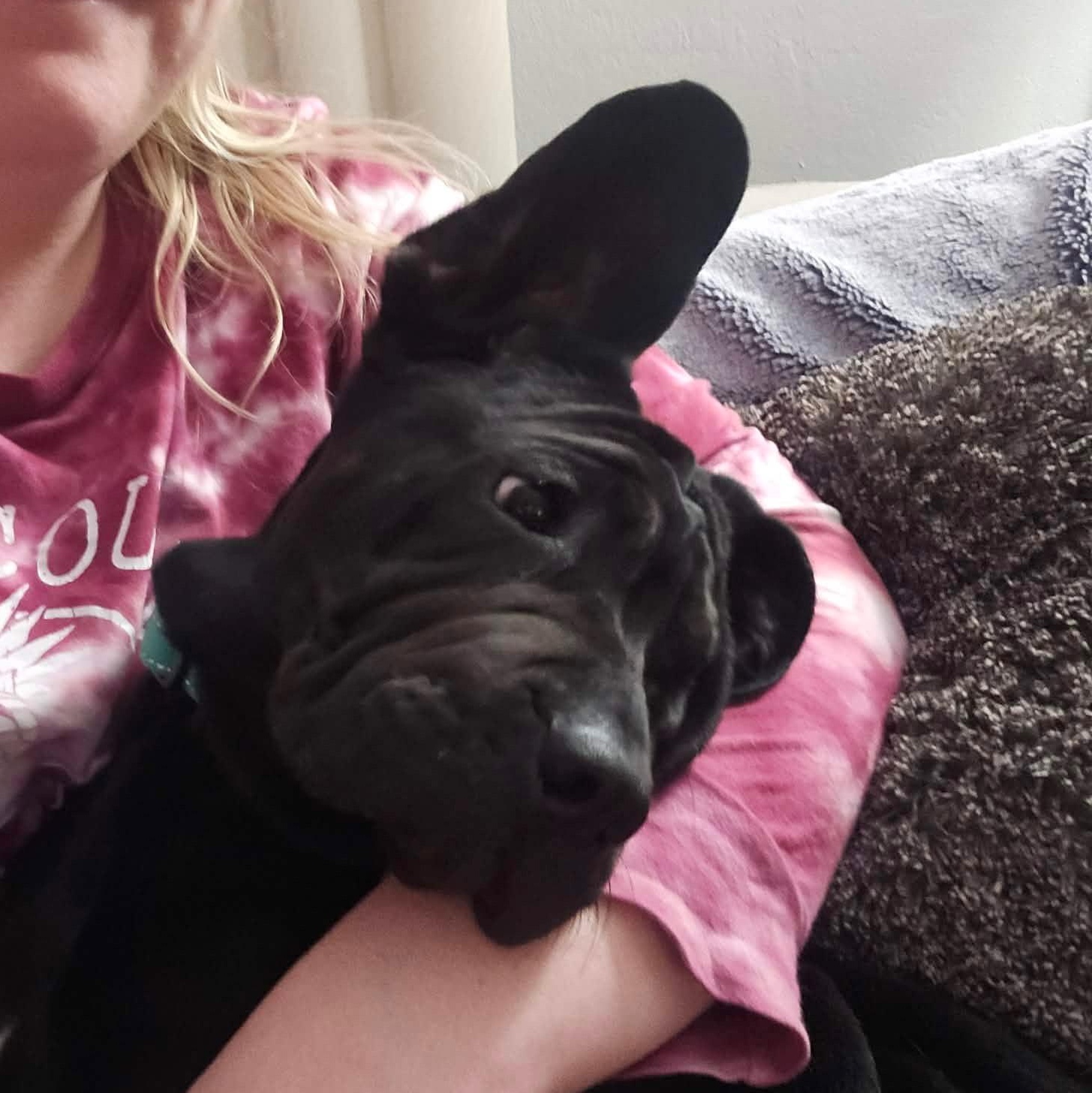 Spud, ADOPTABLE, Puppy Male Black Labrador Retriever & Shar-Pei.