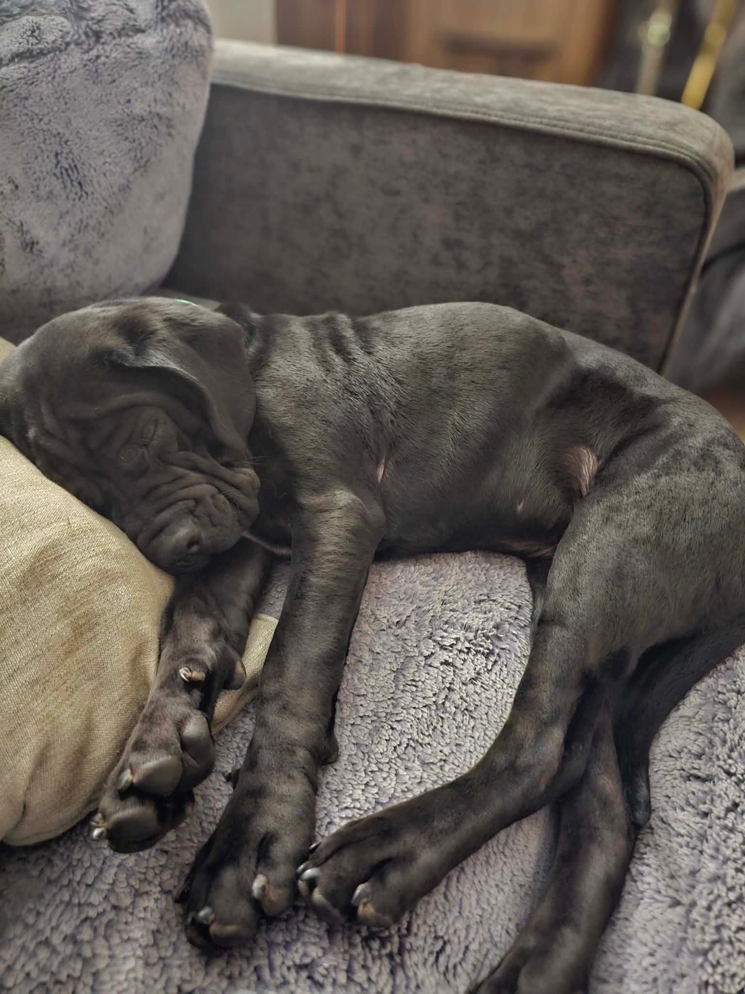 Enlarge Spud, a ADOPTABLE mixed breed in Cedarburg, WI image 2/6