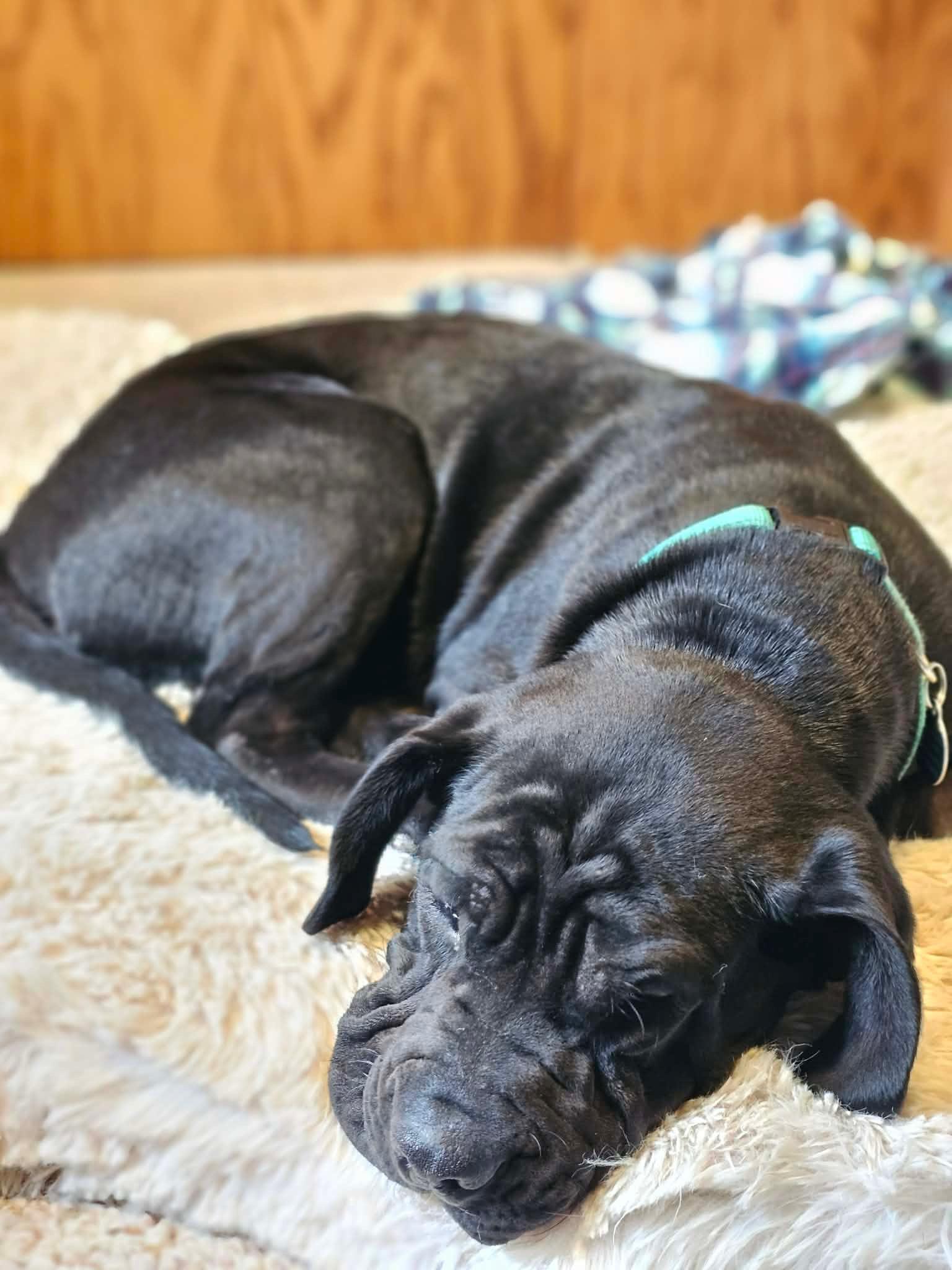 Enlarge Spud, a ADOPTABLE mixed breed in Cedarburg, WI image 4/6