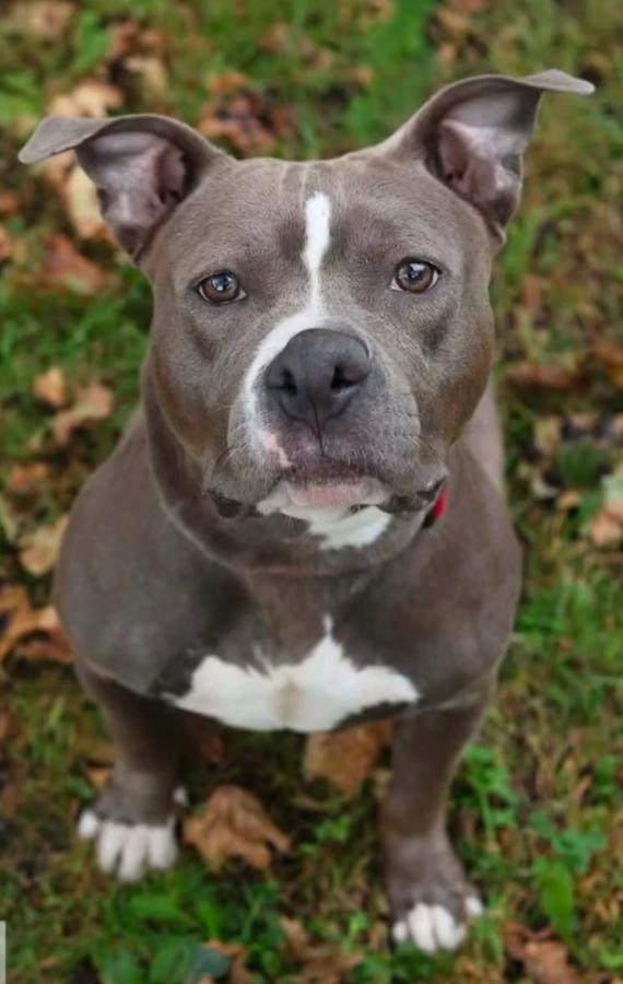 Enlarge Cinnamon, a Adoptable mixed breed in CHURCHVILLE, NY image 1/1