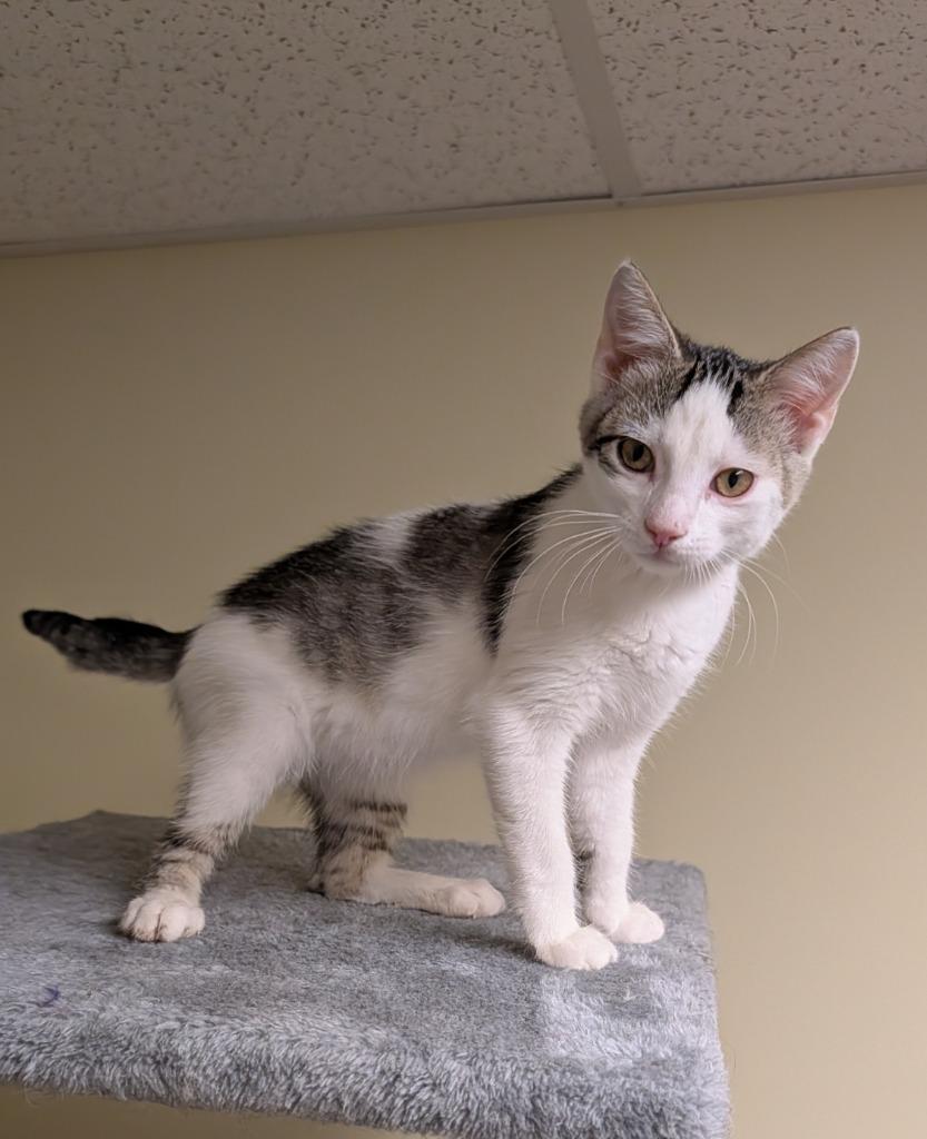 Demi, Adoptable, Kitten Female Domestic Short Hair.