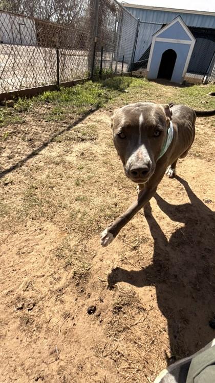 Lilly, a Adoptable mixed breed in Balch Springs, TX image 1/3