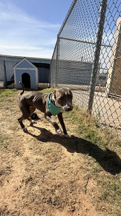 Lilly, a Adoptable mixed breed in Balch Springs, TX image 2/3