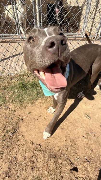 Lilly, a Adoptable mixed breed in Balch Springs, TX image 3/3