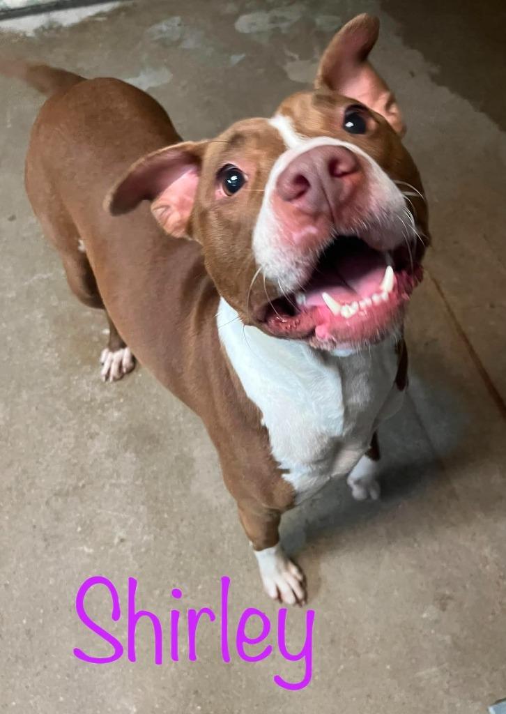 Enlarge Shirley, a Adoptable mixed breed in Princeton, IN image 1/1