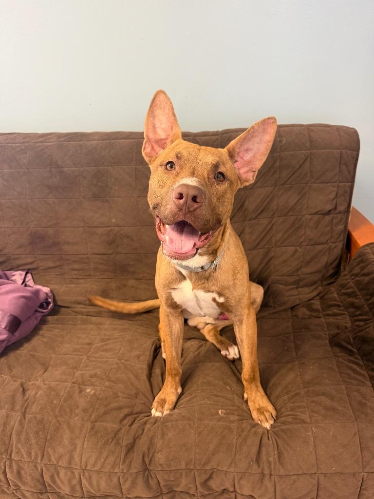 Scooby Doo, Adoptable, Puppy Male Mixed Breed.