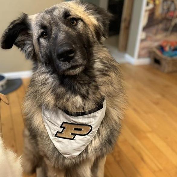 Randy, Adoptable, Adult Male German Shepherd Dog & Husky.