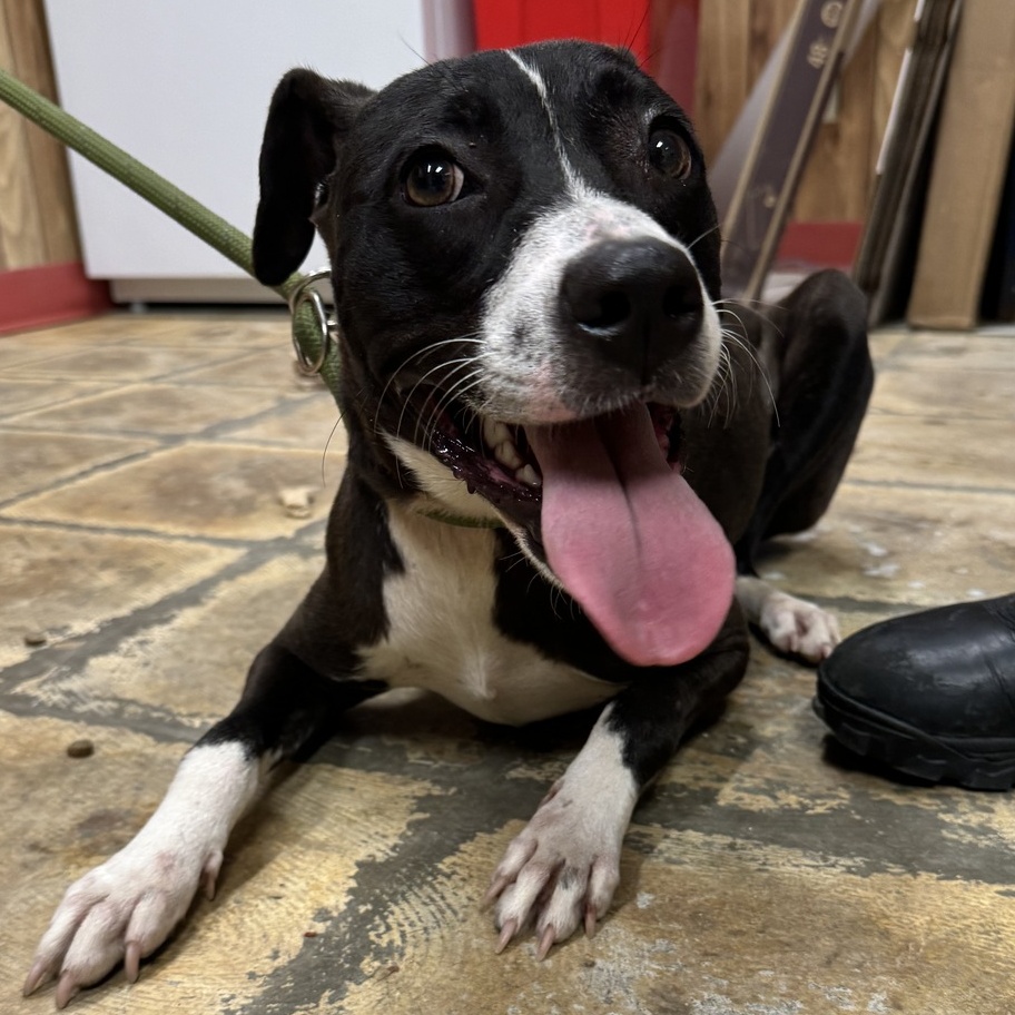 Kitty, an adoptable Mixed Breed in Selma, AL, 36701 | Photo Image 1