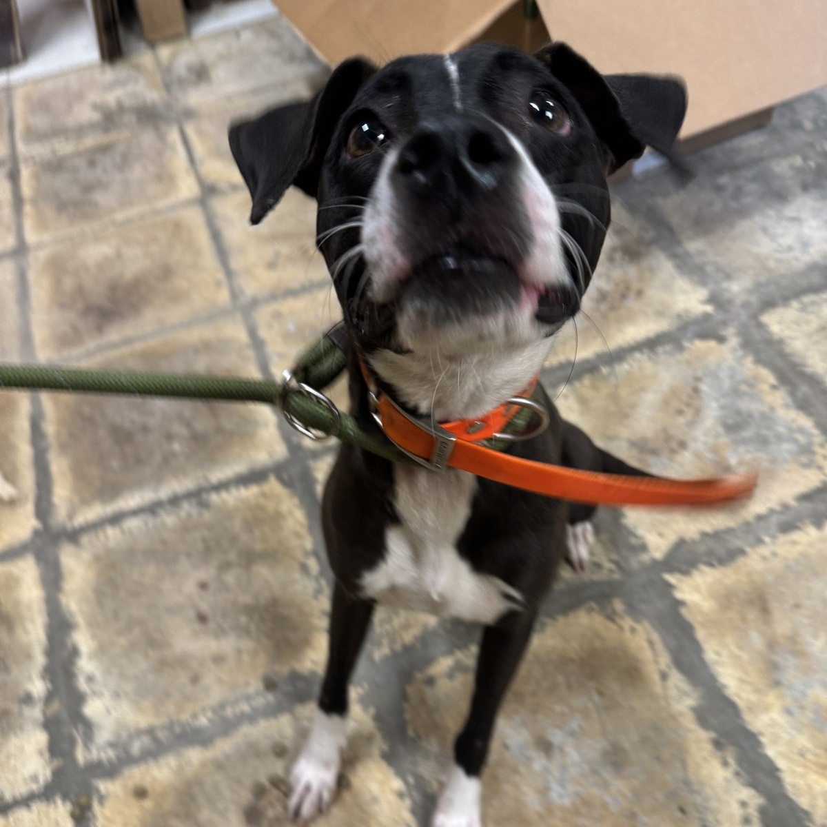 Kitty, an adoptable Mixed Breed in Selma, AL, 36701 | Photo Image 2