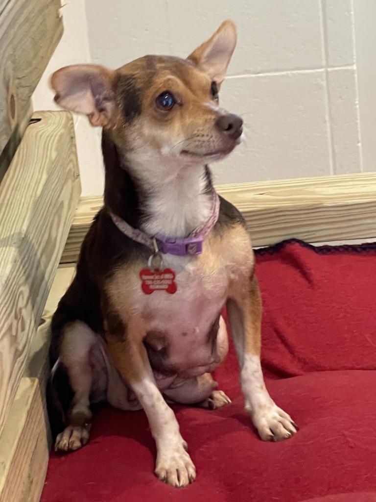 Luella, Adoptable, Adult Female Chihuahua & Rat Terrier.