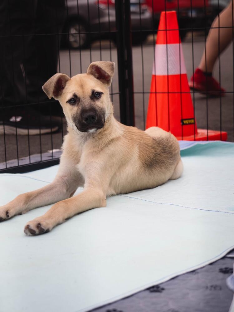 Buzz Lightyear - 26026, Adoptable, Puppy Male German Shepherd Dog.