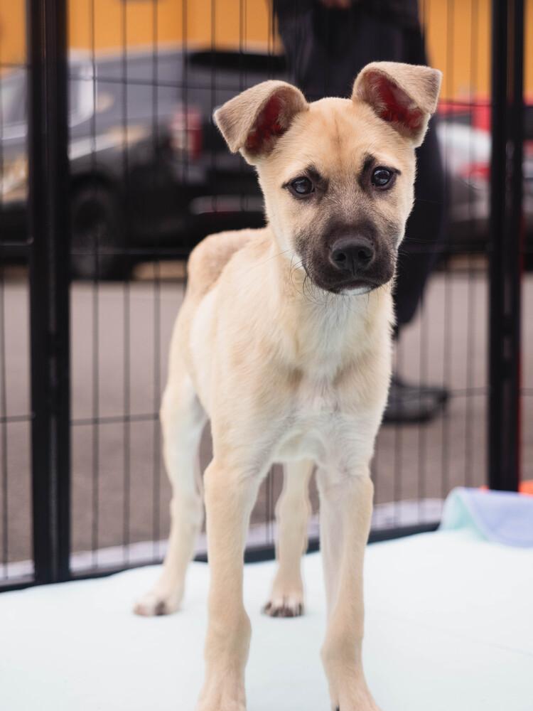 Enlarge Buzz Lightyear - 26026, a Adoptable mixed breed in Armonk, NY image 2/6