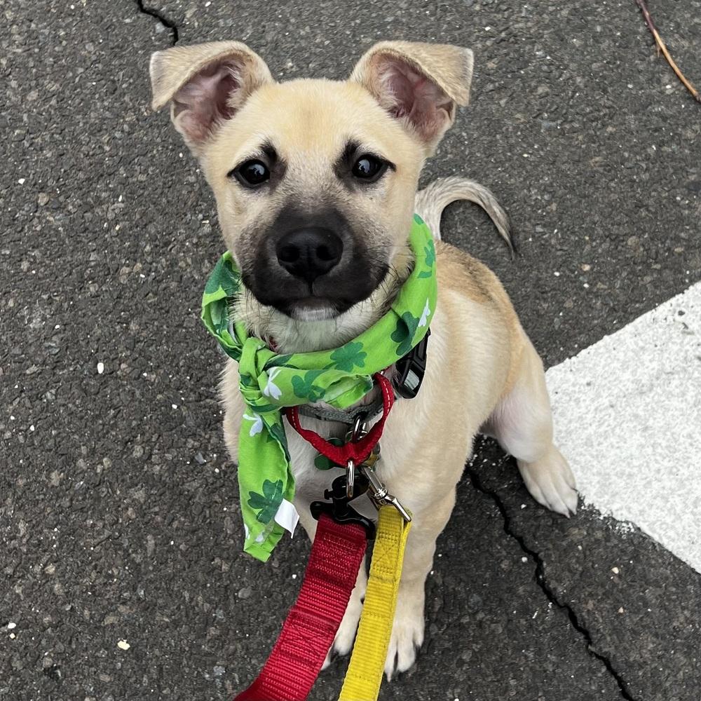 Enlarge Buzz Lightyear - 26026, a Adoptable mixed breed in Armonk, NY image 3/6