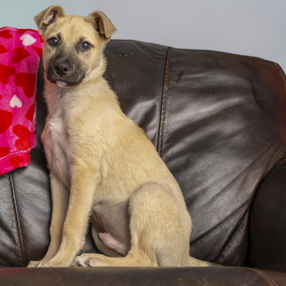 Enlarge Buzz Lightyear - 26026, a Adoptable mixed breed in Armonk, NY image 4/6